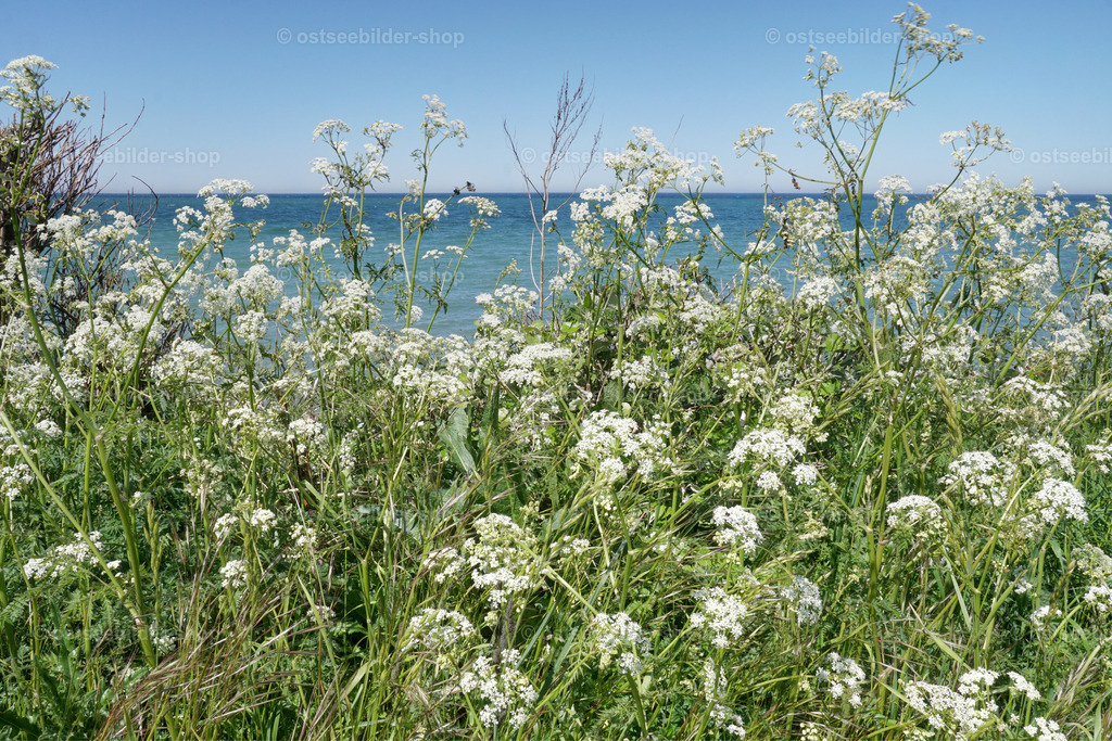 Blühende Schafgarbe am Steilufer | Am Steilufer blühen Schafgarbe und andere Wildblumen mit schönem Kontrast zum dunkelblauen Meer.