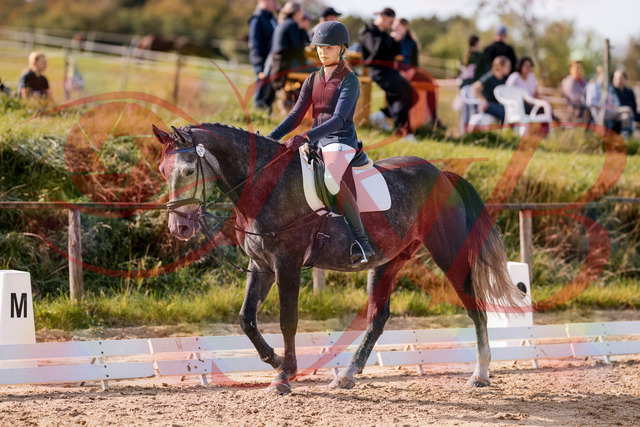 2026_10_03_Siefer-Hof_115943_Z81_00732214 | Professionelle Reitsport-, Turnier- und Eventfotografie von Robert Broda. Galerien mit ausgewählten und bearbeiteten Bildern direkt online ansehen und bestellen.