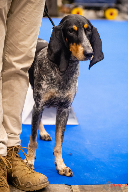 World Dog Show Donnerstag | World Dog Show 2023 Donnerstag im Palexpo in Genf 24.08.2023 Foto: Leo Wyden