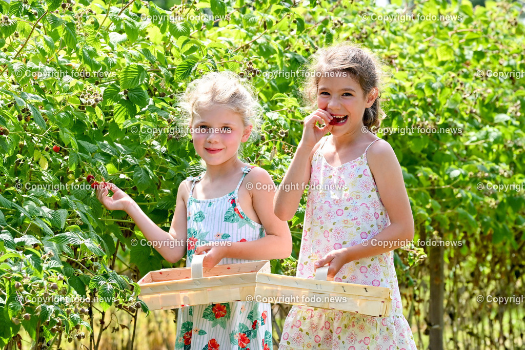 Erdbeeren_ Himbeeren_ Ribisel_ Mayer_ 20.06.2023-7 | 20.06.2023, Raffelding, AUT, Erdbeeren, Himbeeren, Ribisel, Mayer, im Bild Adele und Franziska beim Himbeeren pfluecken