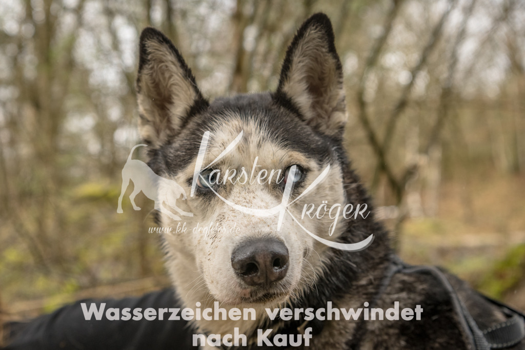 1346_ZZ90601-Bearbeitet | kk-dogfotos