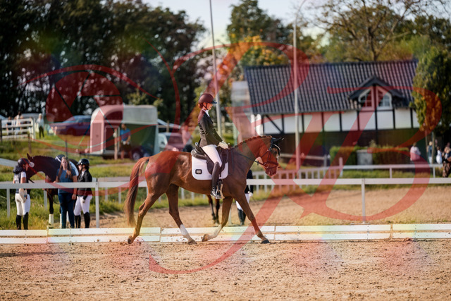 2026_10_03_Siefer-Hof_132856_Z63_90541187 | Professionelle Reitsport-, Turnier- und Eventfotografie von Robert Broda. Galerien mit ausgewählten und bearbeiteten Bildern direkt online ansehen und bestellen.