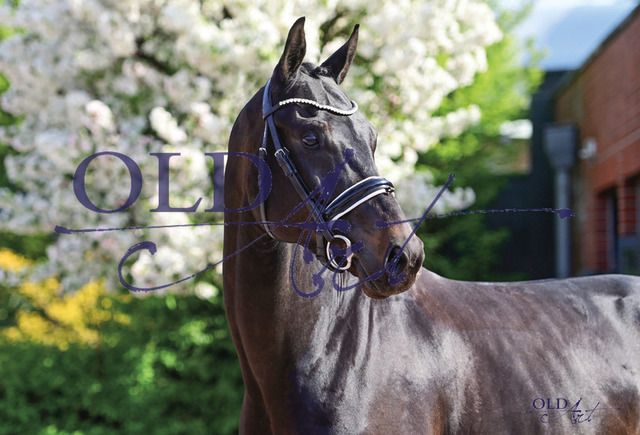 16 D_Accord DE433332321718 D_Egalite - Easy Game-T. - Ivernel-T_1 | <meta name="description" content="★Offizieller Merchandise und Foto-/Videostore des Oldenburger Verbandes.★ ✅Jetzt auch digital Ausdrucke erhältlich." />
<meta name="keywords" content="Merchandise Foto-/Videostore Oldenburger Verband Photographie 