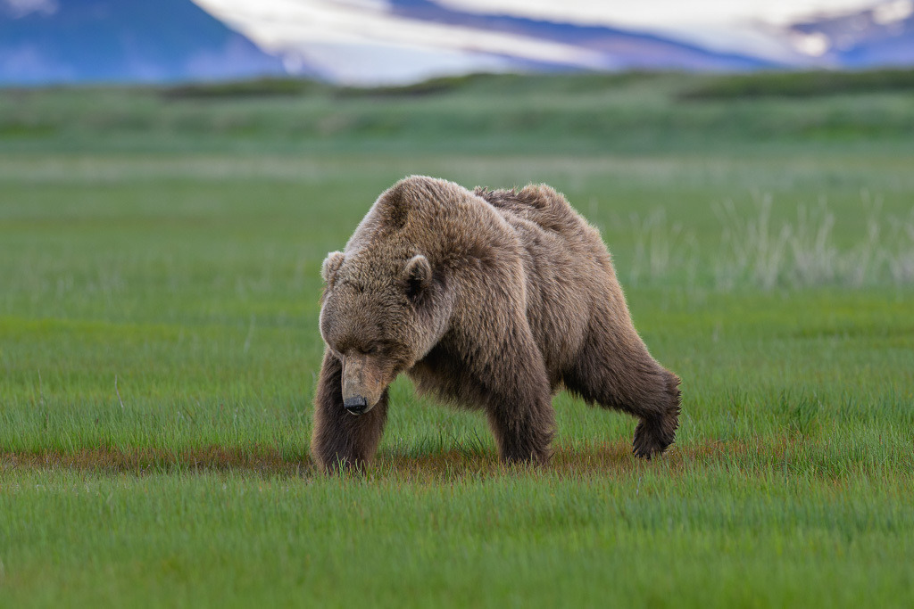 Alaska | Braunbären im Katmai National Park. - Realisiert mit Pictrs.com