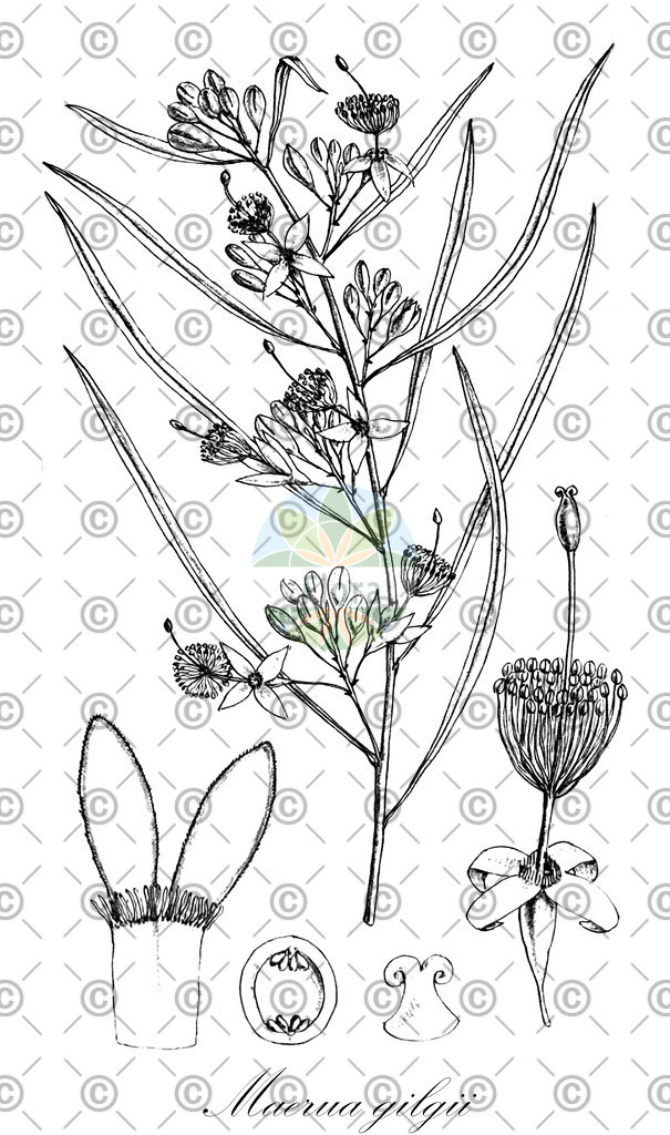 HistAbb_wfo-0000232936_1_ENZY_Simple | Historische Abbildung von Maerua gilgii - Capparaceae | Historical Illustration of Maerua gilgii - Capparaceae