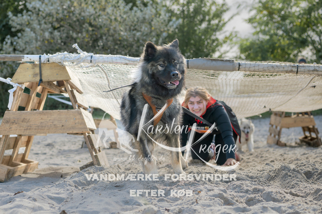 1242_ZZ92614 | kk-dogfotos