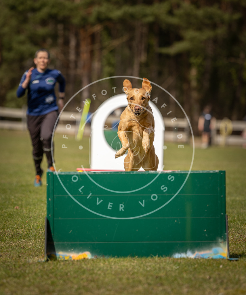 Pfotenfotografie_DV3A0358 | Hundefotografie, Tierfotograf, Pfotenfotografie, Fotoshooting Hund, Hunde Portrait, Hundesport, Hundeportraits, Heideshooting, Hunde, Sportfotograf, Hundefotograf, Turnierhundsport, THS,  - Realisiert mit Pictrs.com