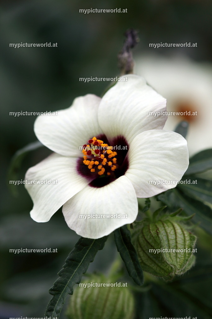 Stundenblume-001 | Das Bilderarchiv über Tiere, Planzen und Landschaften. In der Bilddatenbank finden Sie ein große Auswahl an hochwertigen Bilder für Ihre Werbung - Realisiert mit Pictrs.com