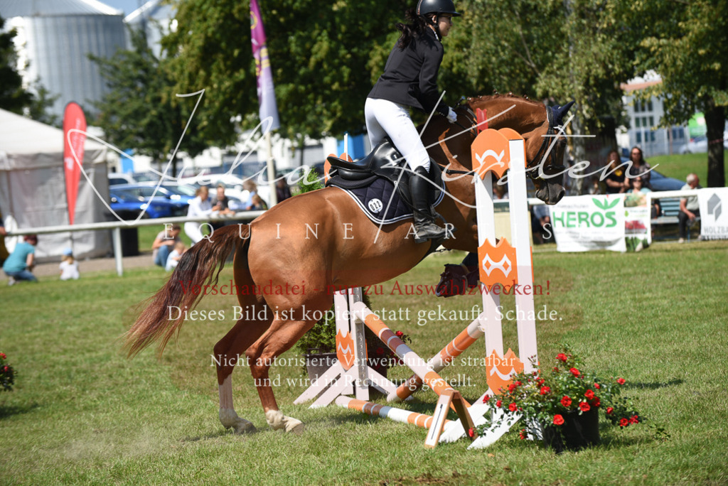 DSC_0016 | Pferde- und Turnierfotografie in Westsachsen. Pferdeportraits, Auftragszeichnungen und intuitive Kunst.