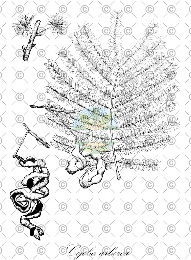 Histabb_WFO_wfo-0000614368_SRC_Koehler_1887_1_SIMPLE | Historische Abbildung von Cojoba arborea - Fabaceae | Historical Illustration of Cojoba arborea - Fabaceae