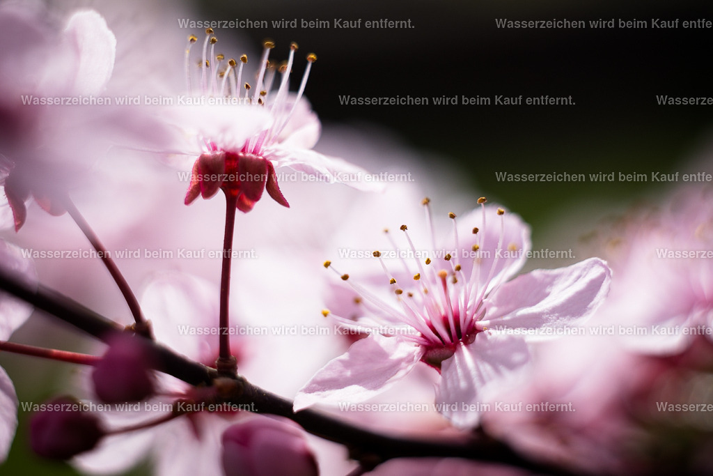 Geliebtes Leben lieben | Die Botschaft zum Bild lautet: Geliebtes Leben lieben doch von Depressionen durchzogen. Lass los diesen Schleier der Depressionen, spüre deine Liebe zum Leben, betrachte neutral den Tanz, den du tanzt und jetzt genieße die Schönheit des Bildes, so dass negative Gedanken keine Chance haben und endlich spürst du wieder den Tanz des Lebens in dir. - Realisiert mit Pictrs.com