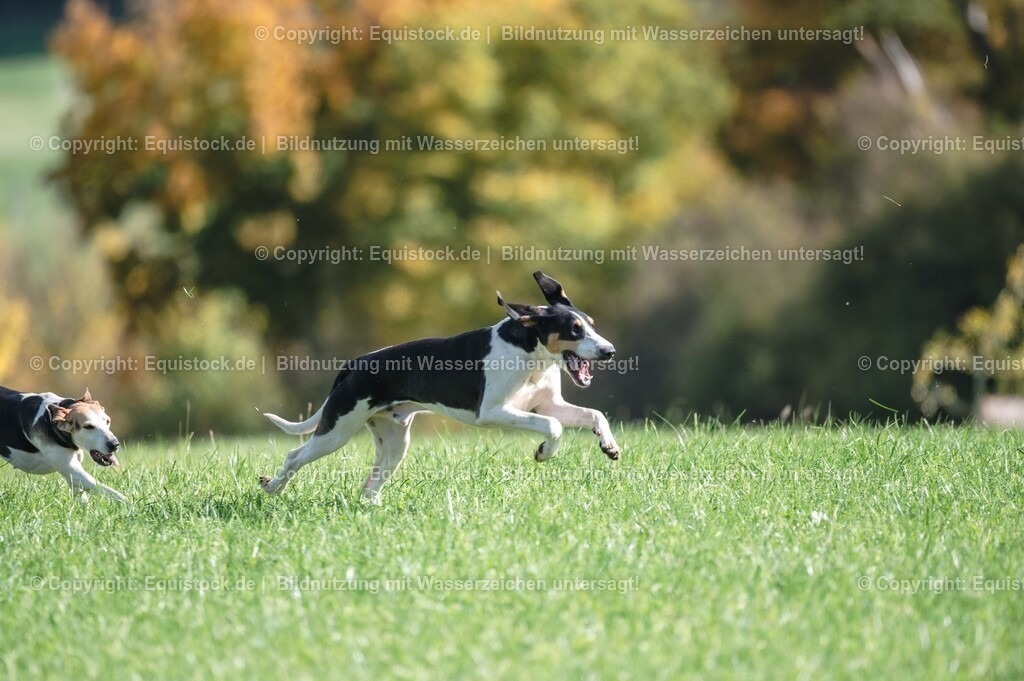 20251011_Jagd-Marbach_0396 | Foto: Thomas Hartig