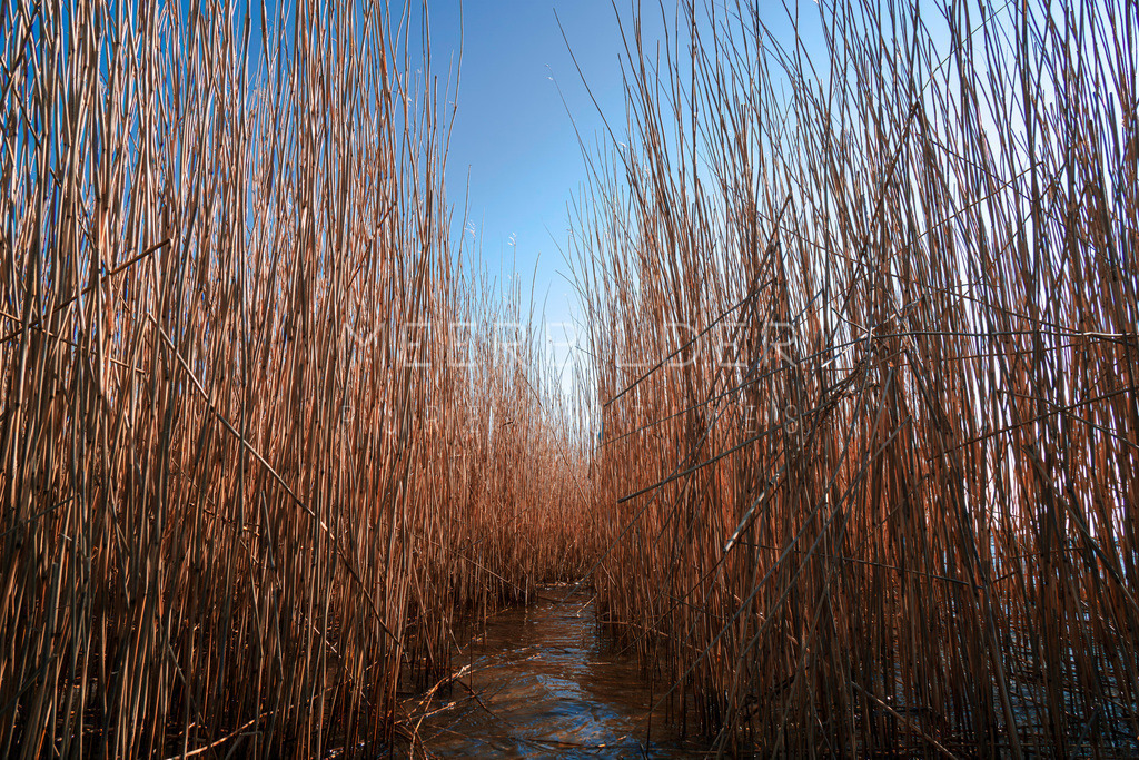 Schilfrohr an der Schlei | Ostseefjord Schlei! Wasserpfad im Schilfrohr an der Schlei. Was hält sich hinter dem Schilfrohr verborgen? Muss immer alles klar sein? Ein Motiv das absolute Ruhe und Geborgenheit ausstrahlt – einfach nur Schilfrohr!Wir empfehlen Ihnen dieses Motiv auf Leinwand oder im Alu-Dibond-Direktdruck. Auch die edlere Variante Alu-Dibond gebürstet (Butlerfinish®) ist eine gute Wahl.