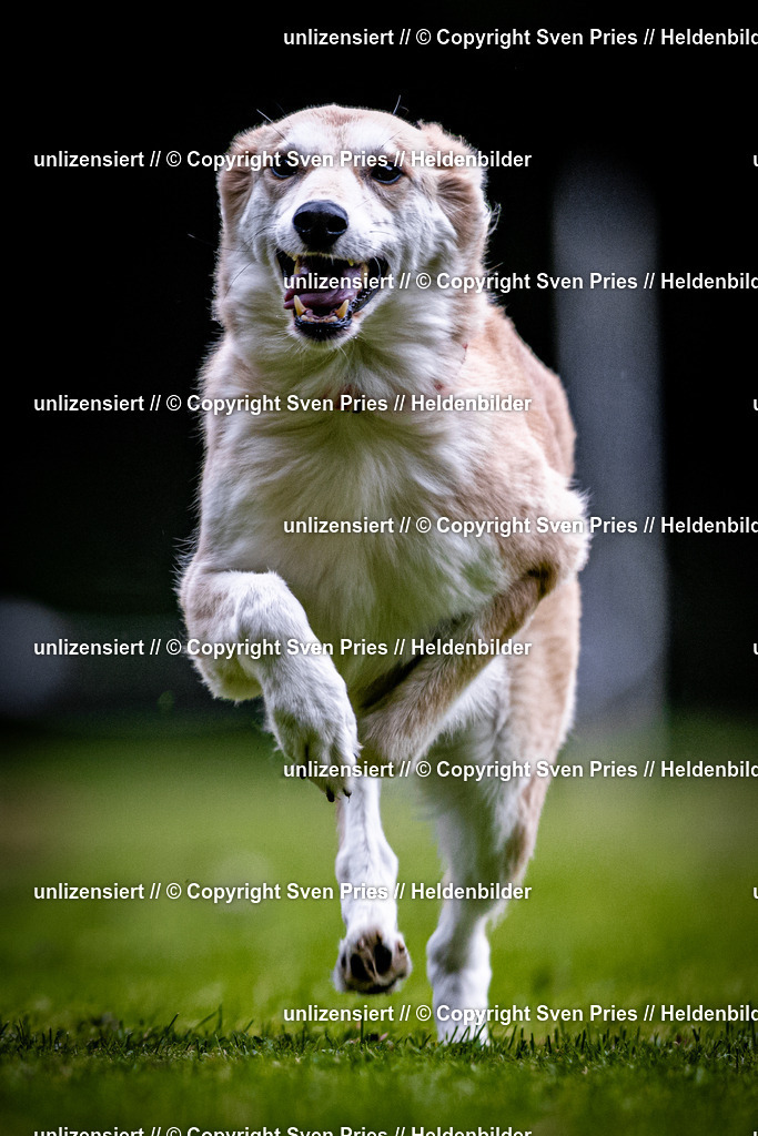 Sven Pries | 2025-10-03 - Hunderennen Obergrombach - Realisiert mit Pictrs.com