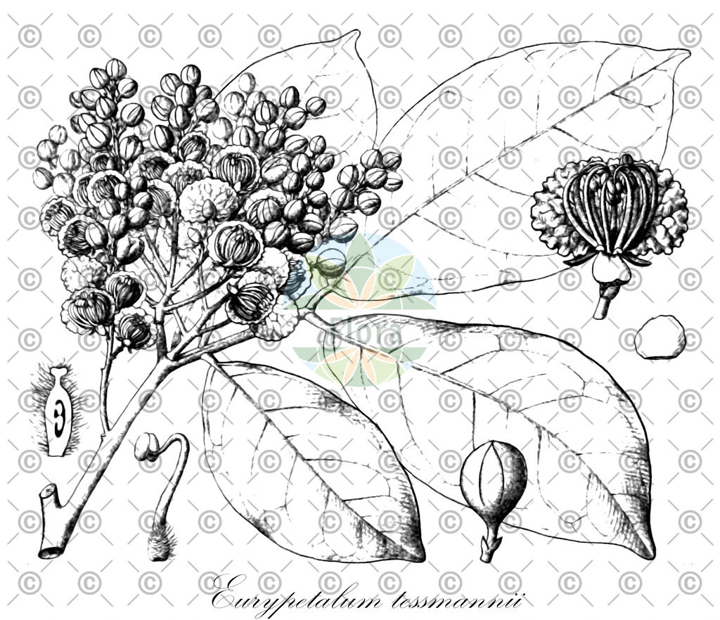 HistAbb_wfo-0000869362_1_ENZY_Simple | Historische Abbildung von Eurypetalum tessmannii - Fabaceae | Historical Illustration of Eurypetalum tessmannii - Fabaceae