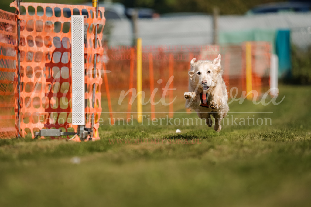 20250928_Hunderennen-417 | MuT (Mensch und Tier) mit Mona - Fotografie und Tierkommunikation - Realisiert mit Pictrs.com