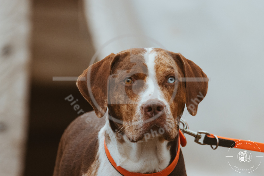 IMG_9291 | pierre-irmisch-photography.de