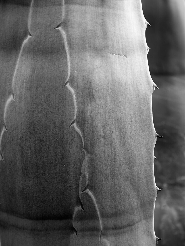 Entfaltung bw | Ich erzähle Geschichten als Autor und als Fotograf. Hier finden Sie hochwertige Naturfotografie, Reisefotografien und Bilder aus dem urbanen Lebensraum.  - Realisiert mit Pictrs.com