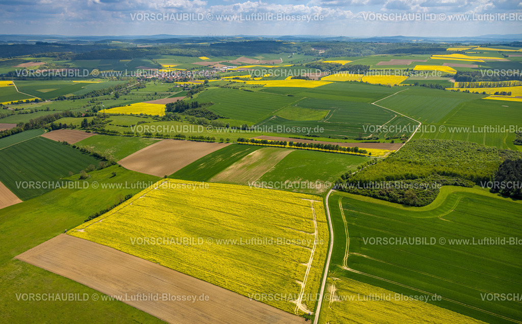 Brakel240504811Erkeln | Luftbild, Wiesen und Rapsfelder, Baumallee an einer Straße und Feld, nahe der Bundesstraße B64, Formen und Farben, Brakel, Ostwestfalen, Nordrhein-Westfalen, Deutschland