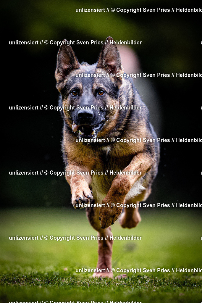 Sven Pries | 2025-10-03 - Hunderennen Obergrombach - Realisiert mit Pictrs.com