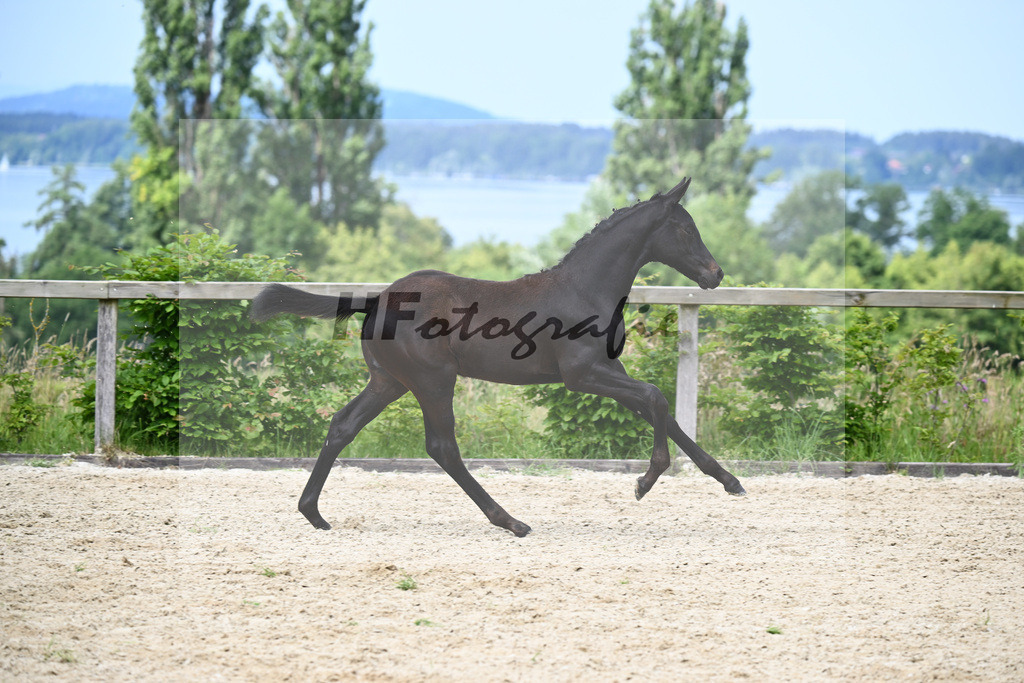 Agamamdon XX x Conthargos_HF_Lehmann_19240123 | hf-fotografie - Realisiert mit Pictrs.com