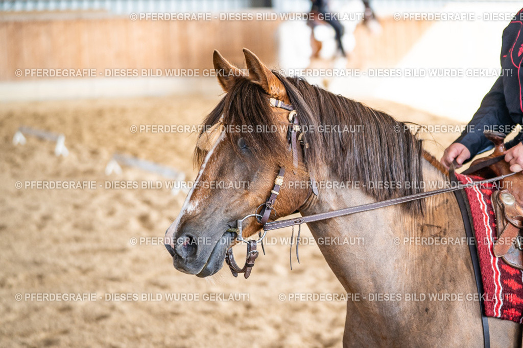 DSC09215 | Pferdegrafie