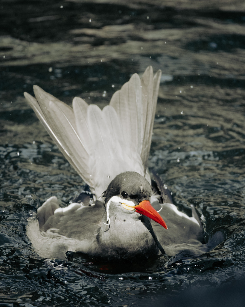 Die Inkaseeschwalbe | Ich bin ein Fotograf aus Berlin und fotografiere aus Spaß an der Freude :) Meinen Motiven setze ich keine thematischen Grenzen. Somit bin ich beispielsweise in der Tierfotografie, Landschaftsfotografie, Sportfotografie sowie Streetphotography anzutreffen.
