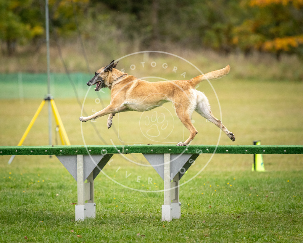 Pfotenfotografie_DV3A0707 | Hundefotografie, Tierfotograf, Pfotenfotografie, Fotoshooting Hund, Hunde Portrait, Hundesport, Hundeportraits, Heideshooting, Hunde, Sportfotograf, Hundefotograf, Turnierhundsport, THS,  - Realisiert mit Pictrs.com