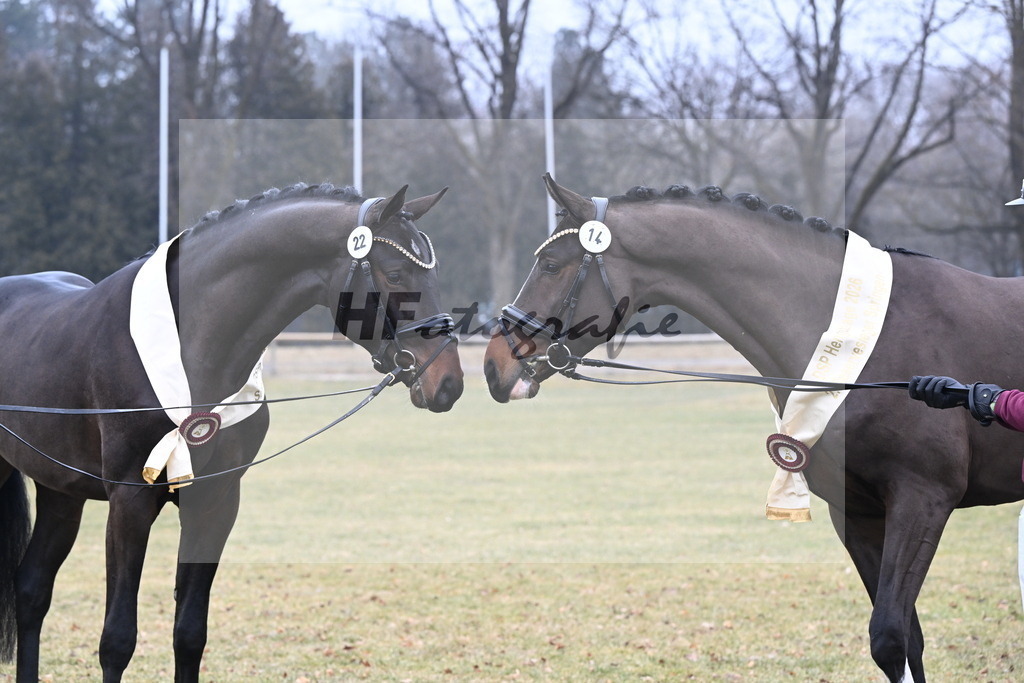 Kat.-Nr. 22 v. Heartbreaker_Laue_Kat.-Nr. 14 v. Cornet_s Balou (Balou du Reventon Z)_Keitel und Laue_3265840 | hf-fotografie - Realizzato con Pictrs.com