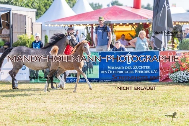 26-8-21 LTN SF Welsh-119 | mandyhollmannphotographie