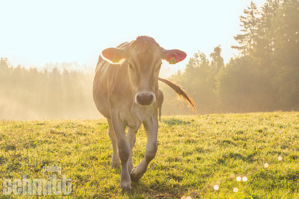 PS-Tiere-2026-61 | Entdecke die größte Bildgalerie der Region mit Fotografien aus dem Allgäu, der Bodenseeregion, Oberschwaben, dem Donautal und der Schwäbischen Alb. Landschaften, Luftaufnahmen und Reisefotografie als Wandbild und Fotokunst. - Realisiert mit Pictrs.com