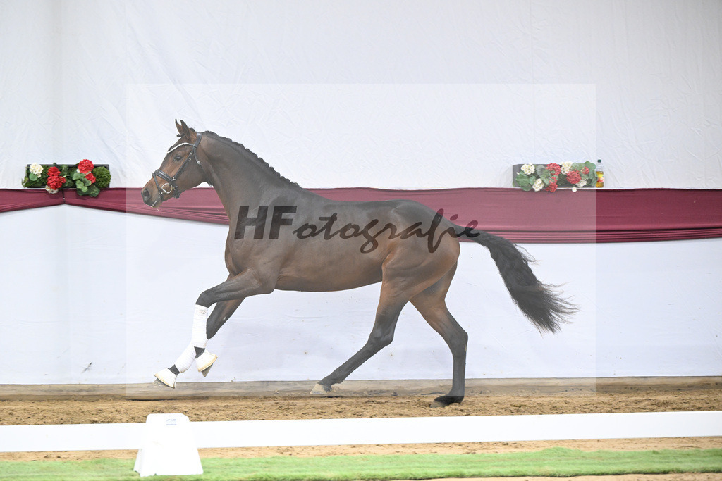 Kat-Nr. 30 Federer x Laomedon_Schulze Averdiek Sportpferde und Aufzucht GbR_47250983 | hf-fotografie - Realisiert mit Pictrs.com