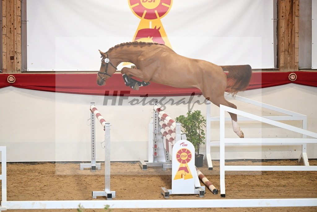 Kat.-Nr. 26 v. Emerald van het Ruytershof_Schep_2251159 | hf-fotografie - Realizzato con Pictrs.com