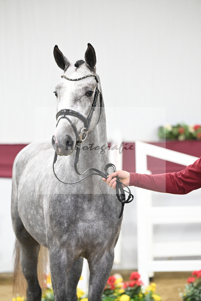 Kat-Nr. 12 I_m Special de Muze x Colman_Michaela Aeschbacher _47250182 | hf-fotografie - Realisiert mit Pictrs.com