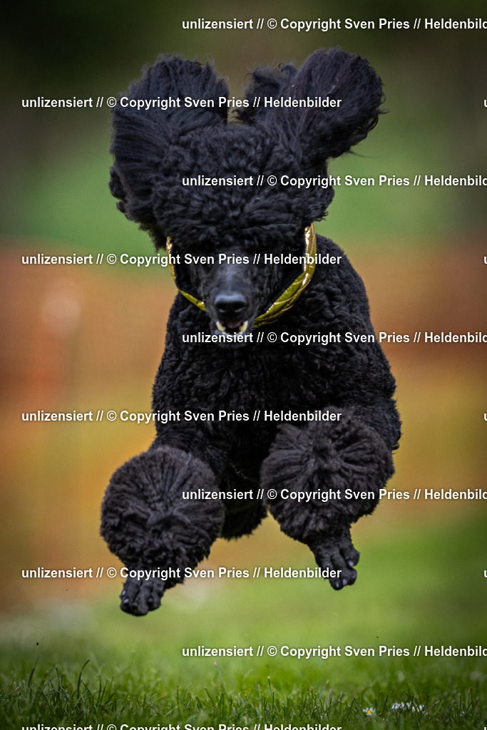 Sven Pries | 2025-04-13 - Hunderennen Baden-Baden - Realisiert mit Pictrs.com