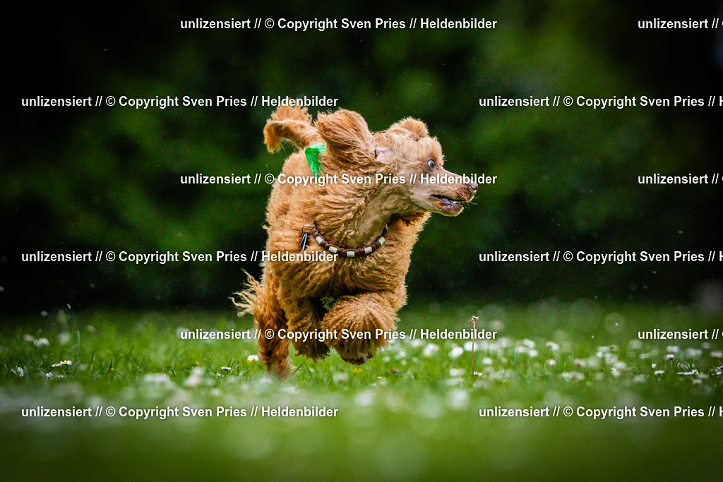 Sven Pries | 2025-05-29 - Pudelrennen KA-Durlach - Realisiert mit Pictrs.com