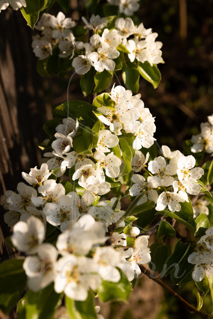 Birnbaumblütenzweig | Bei Veröffentlichung des Bildes ist eine Namensnennung wie folgt erforderlich: 
Foto: Mostdirn Irmgard Wieser
 - Realisiert mit Pictrs.com