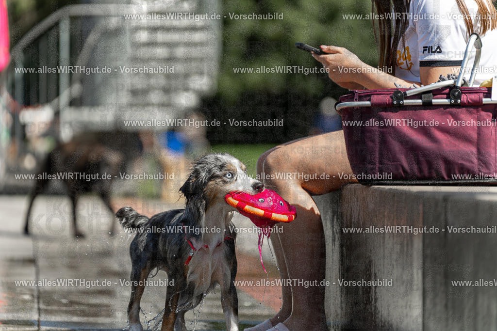 Hundeschwimmen_Volksbad_2026-allesWIRTHgut_Tierfotografie-2609061212-112258-7R500297 | Professionelle Tierfotografie in Mönchengladbach von Daniel Wirth (allesWIRTHgut). Liebevolle & natürliche Bilder von Hunden & Katzen für unvergessliche Erinnerungen.