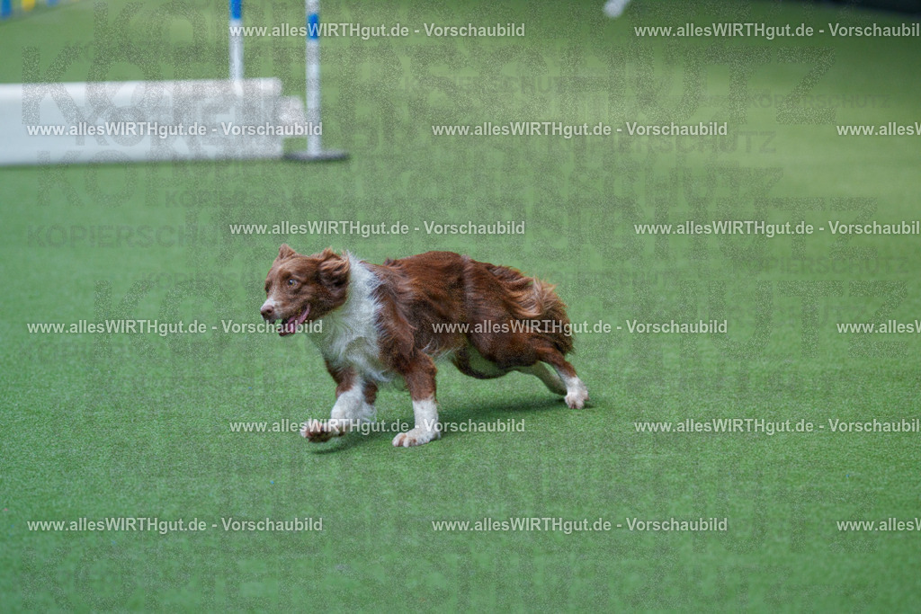 @allesWIRTHgut_Tierfotografie - www.allesWIRTHgut.de - 2604261402-7R503268 | Professionelle Tierfotografie in Mönchengladbach von Daniel Wirth (allesWIRTHgut). Liebevolle & natürliche Bilder von Hunden & Katzen für unvergessliche Erinnerungen.