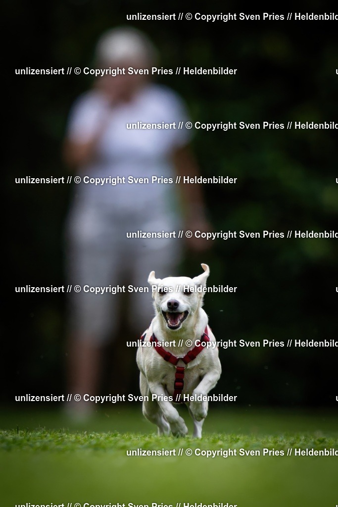 Sven Pries | 19. Allgemeines Hunderennen Karlsruhe Durlach - Realisiert mit Pictrs.com