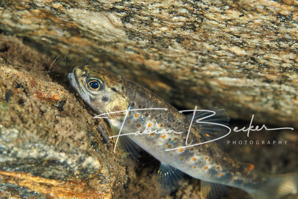 Bachschönheit | Einzigartige Wandbilder von faszinierenden Unterwasserwelten. Exklusive Kunst für Empfangsbereiche, Wohnraum oder Wartezimmer. - Realisiert mit Pictrs.com