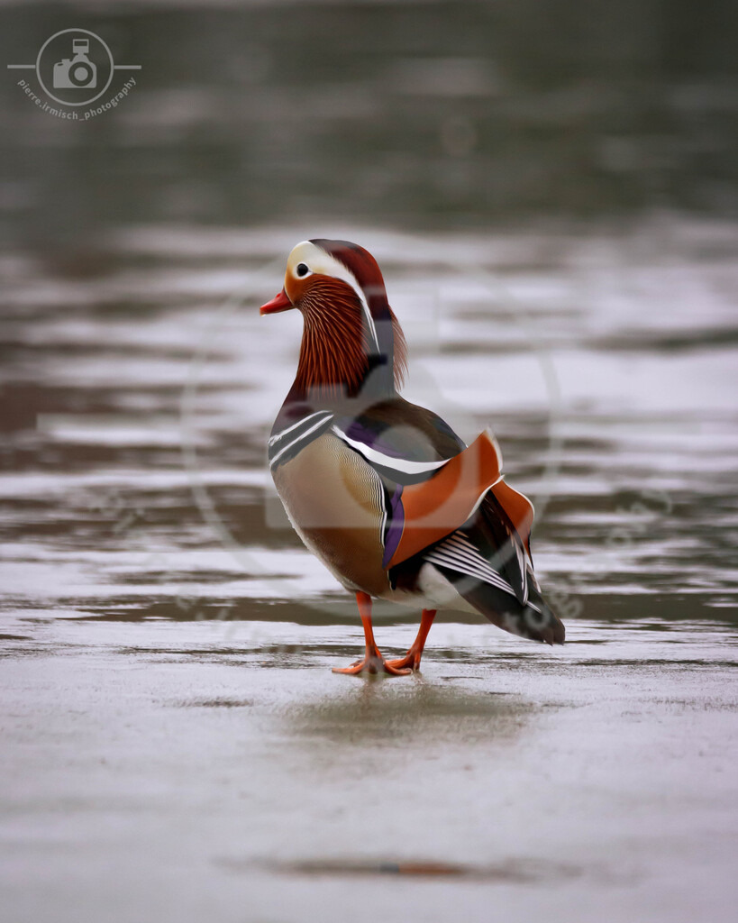IMG_8743 | pierre-irmisch-photography.de