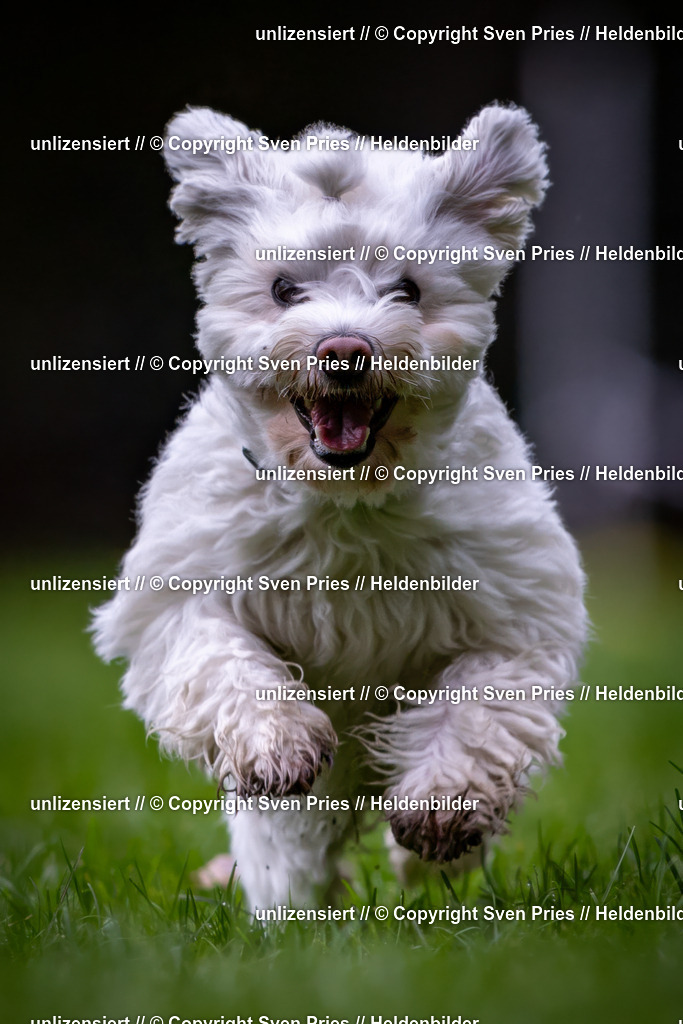 Sven Pries | 2024-10-19 - Hunderennen Ober-Grombach - Realisiert mit Pictrs.com