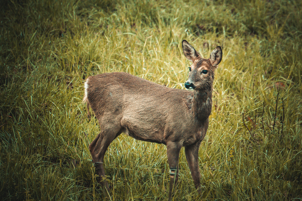 DSC07301 | <meta name="keywords" content="Bergbilder, Hochzeitsfotografie, Actionshootings, Fotografiearbeiten, Berglandschaften, Naturfotografie">

 - Realisiert mit Pictrs.com