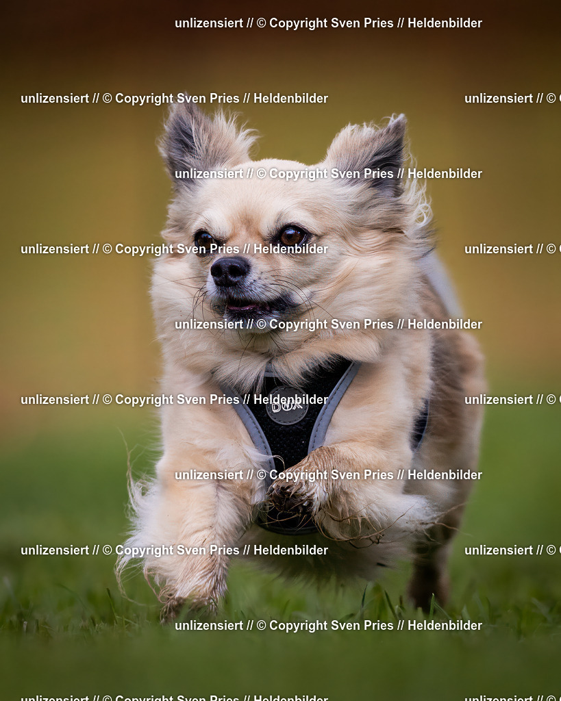 Sven Pries | 2024-04-21 - Hunderennen Baden-Oos
Foto: Sven Pries - Realisiert mit Pictrs.com