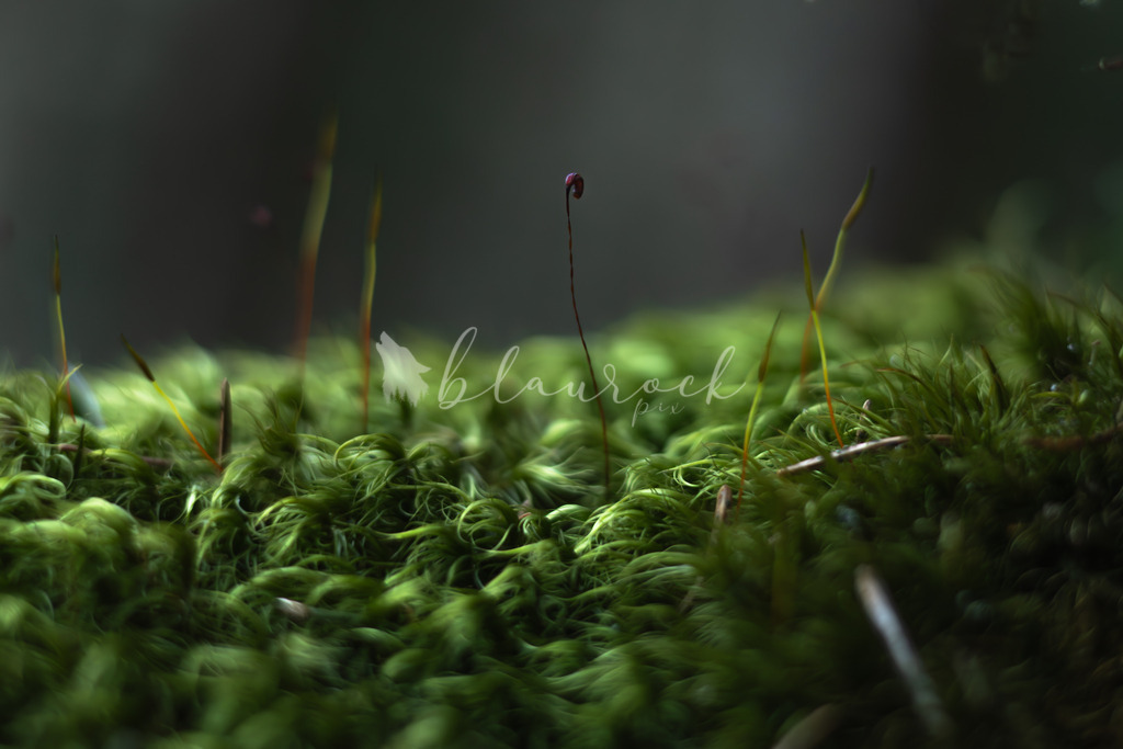 701A6946  | Sportbilder, Sportfotograf, Hochzeits- und Eventfotografin, Flugshows, Portraits und Tiershooting, Aviation, Downhill, Nationalleague, Swissleague, International