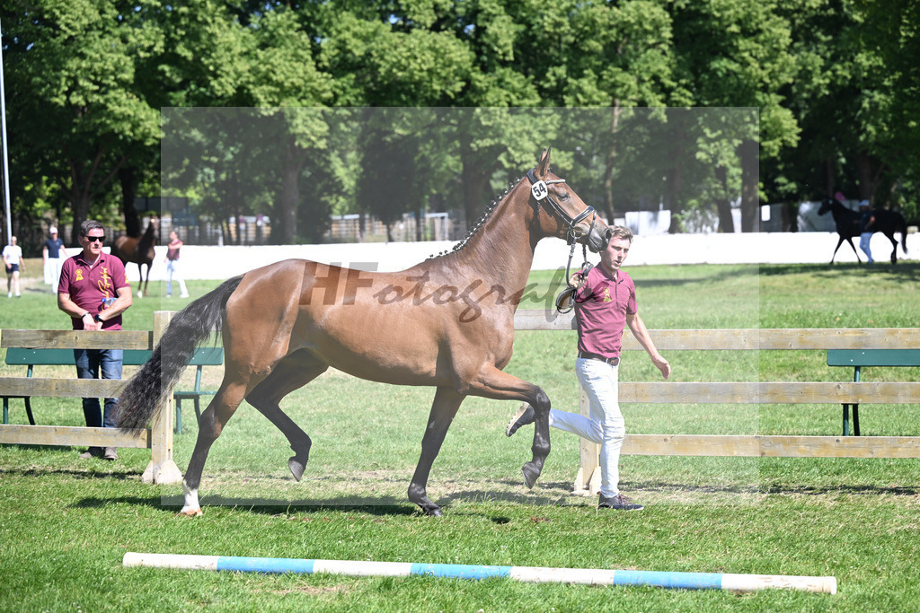 Kat-Nr. 54 Gloria v. Damaschino I_Zunterer u Senckenberg_19251062 | hf-fotografie - Realisiert mit Pictrs.com