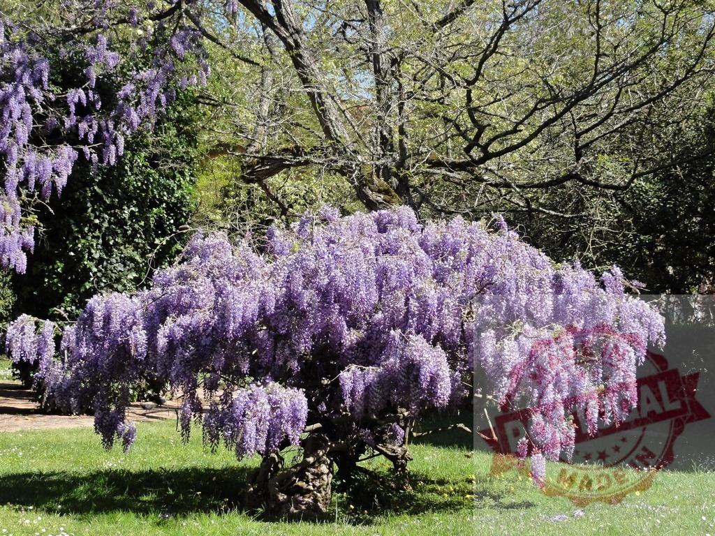 Wisteria tree blooming with purple flowers in spring | Wisteria tree blooming in a park with long purple flower clusters hanging down - Realized with Pictrs.com