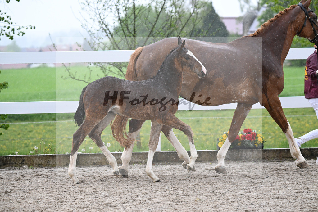 Kat-Nr. 35 HF Duplexx x Balou du Rouet_Spandl_23261294 | hf-fotografie - Realisiert mit Pictrs.com