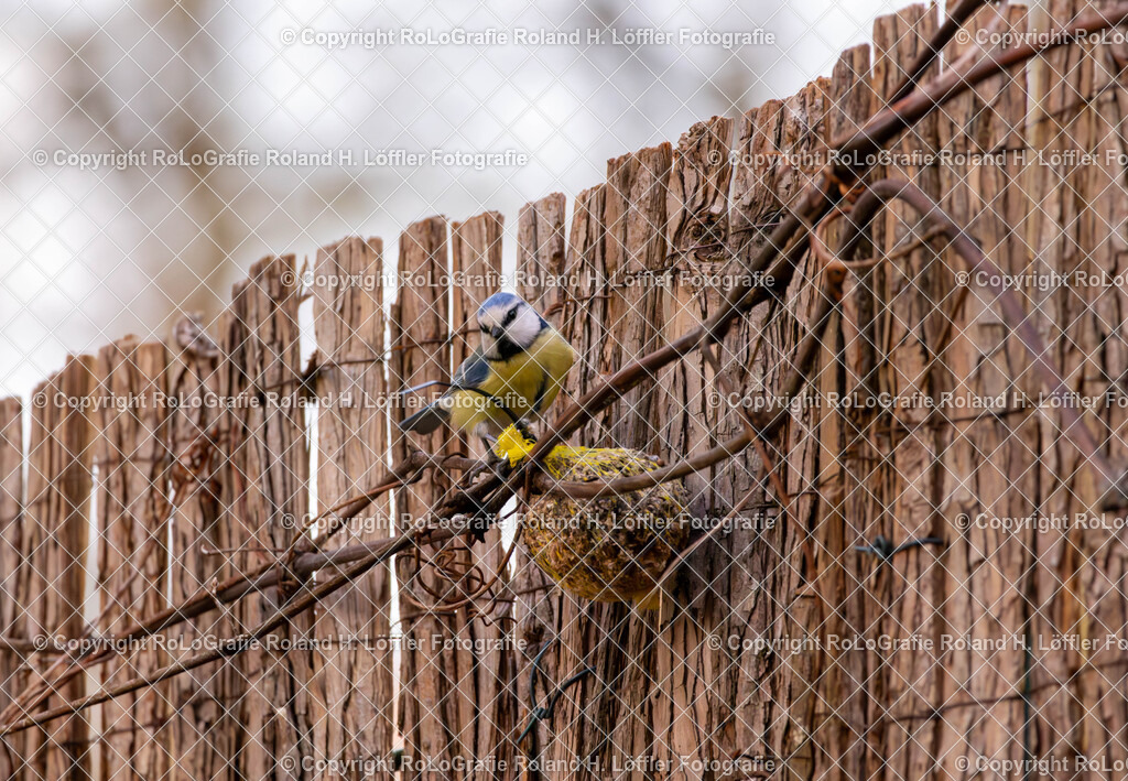 20240411_Vögel_RoLoGrafie-13 | Vogel im heimischen Garten - Realisiert mit Pictrs.com